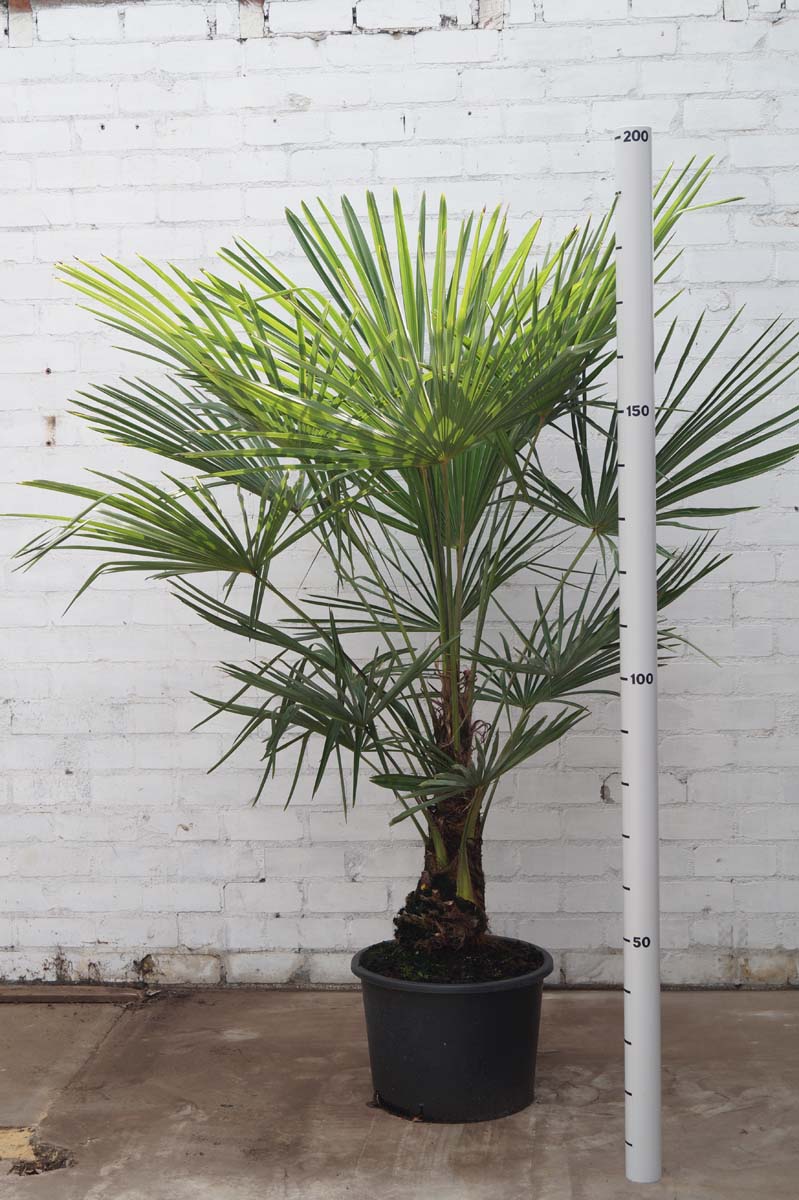 Trachycarpus fortunei solitair