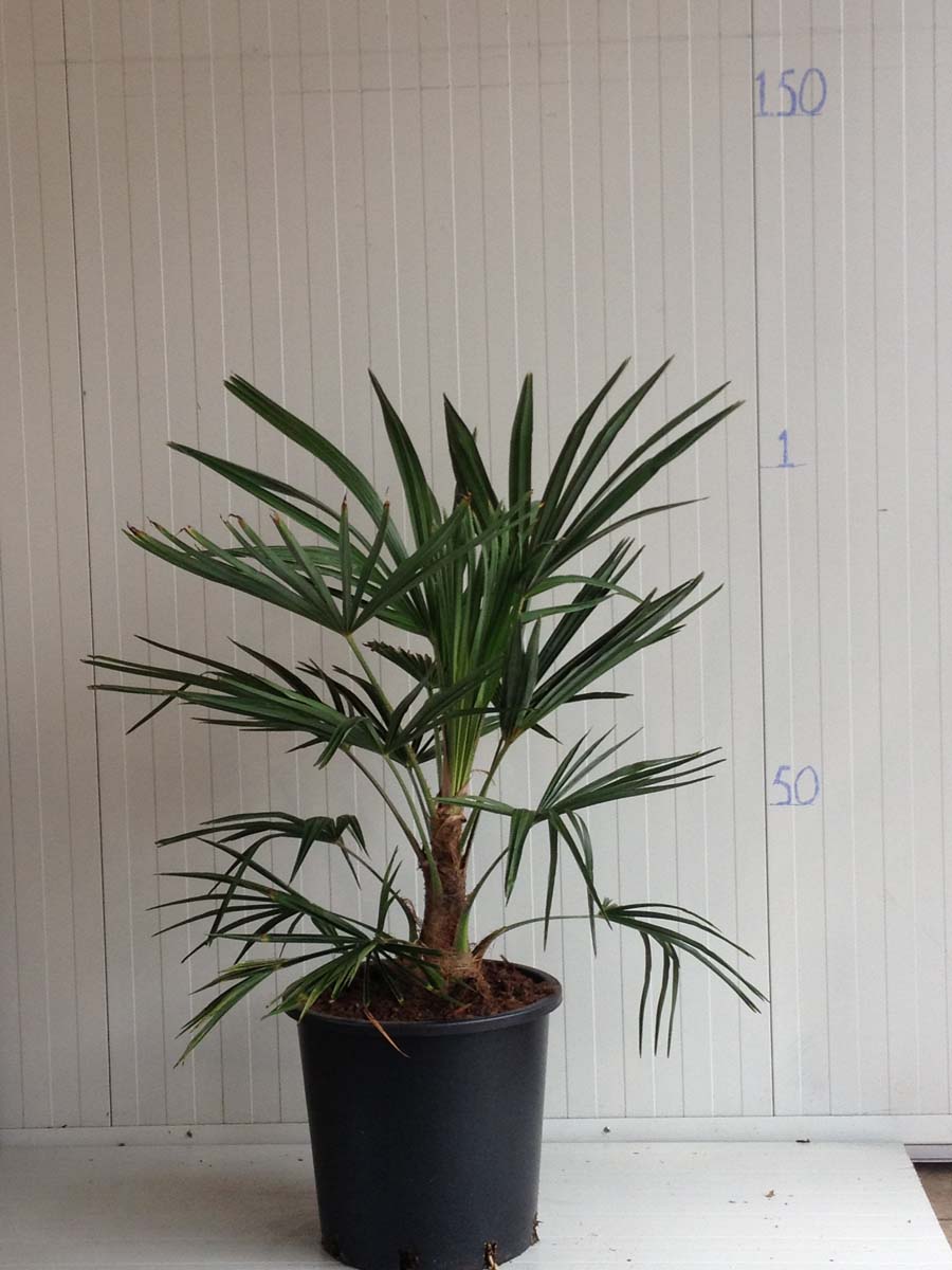 Trachycarpus fortunei solitair