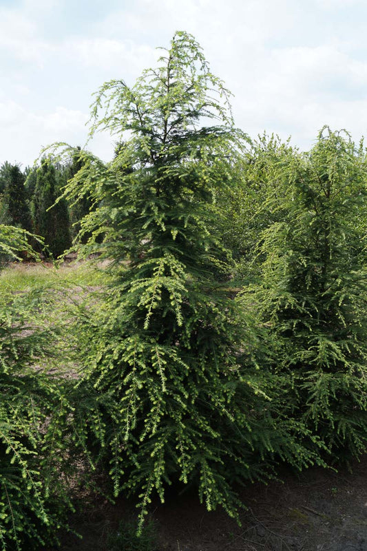 Tsuga canadensis solitair solitair