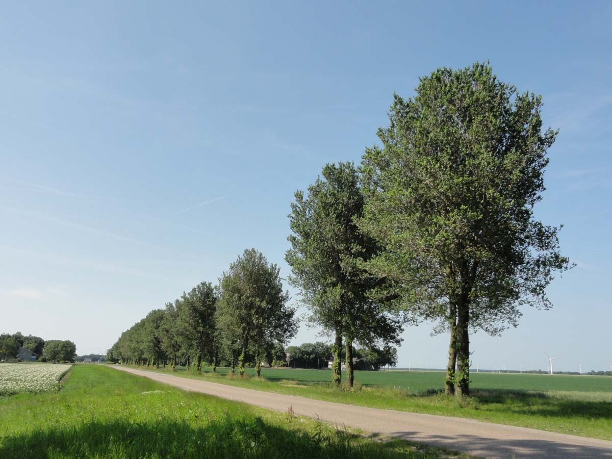 Ulmus 'Clusius' op stam