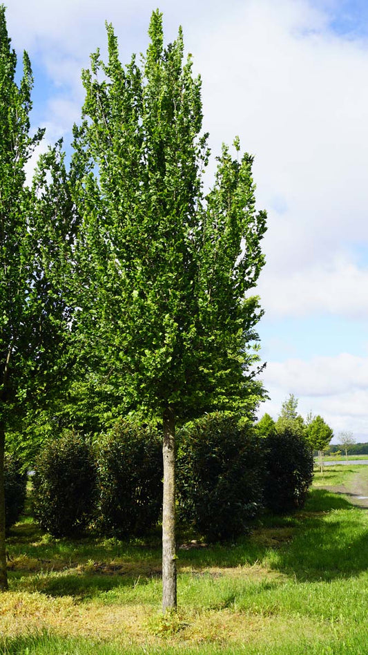 Ulmus 'Columella' op stam op stam