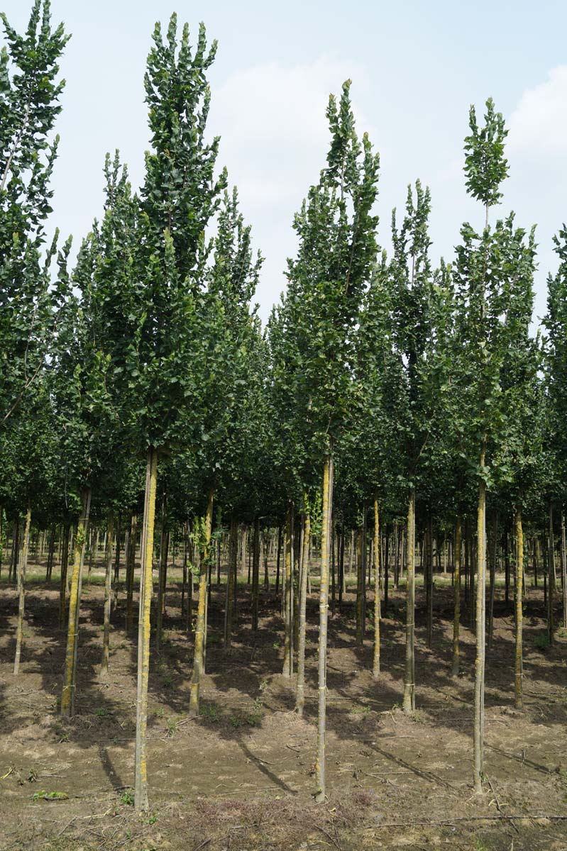 Ulmus 'Columella' op stam op stam