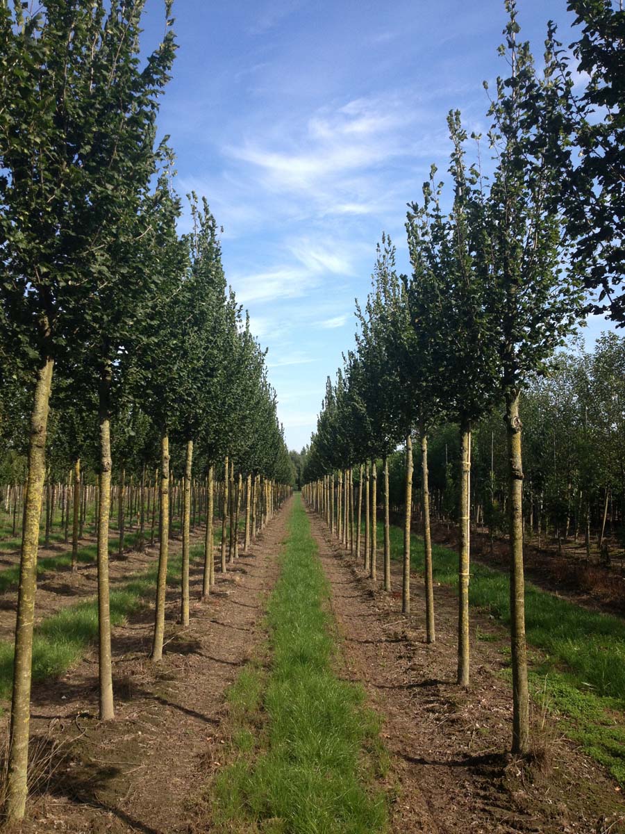 Ulmus 'Columella' op stam op stam