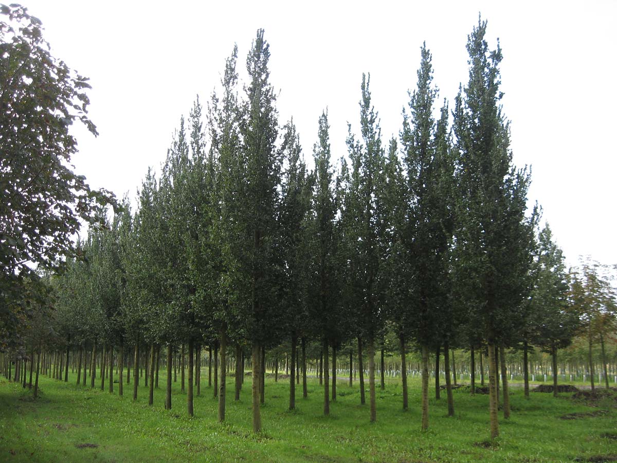 Ulmus 'Columella' op stam op stam