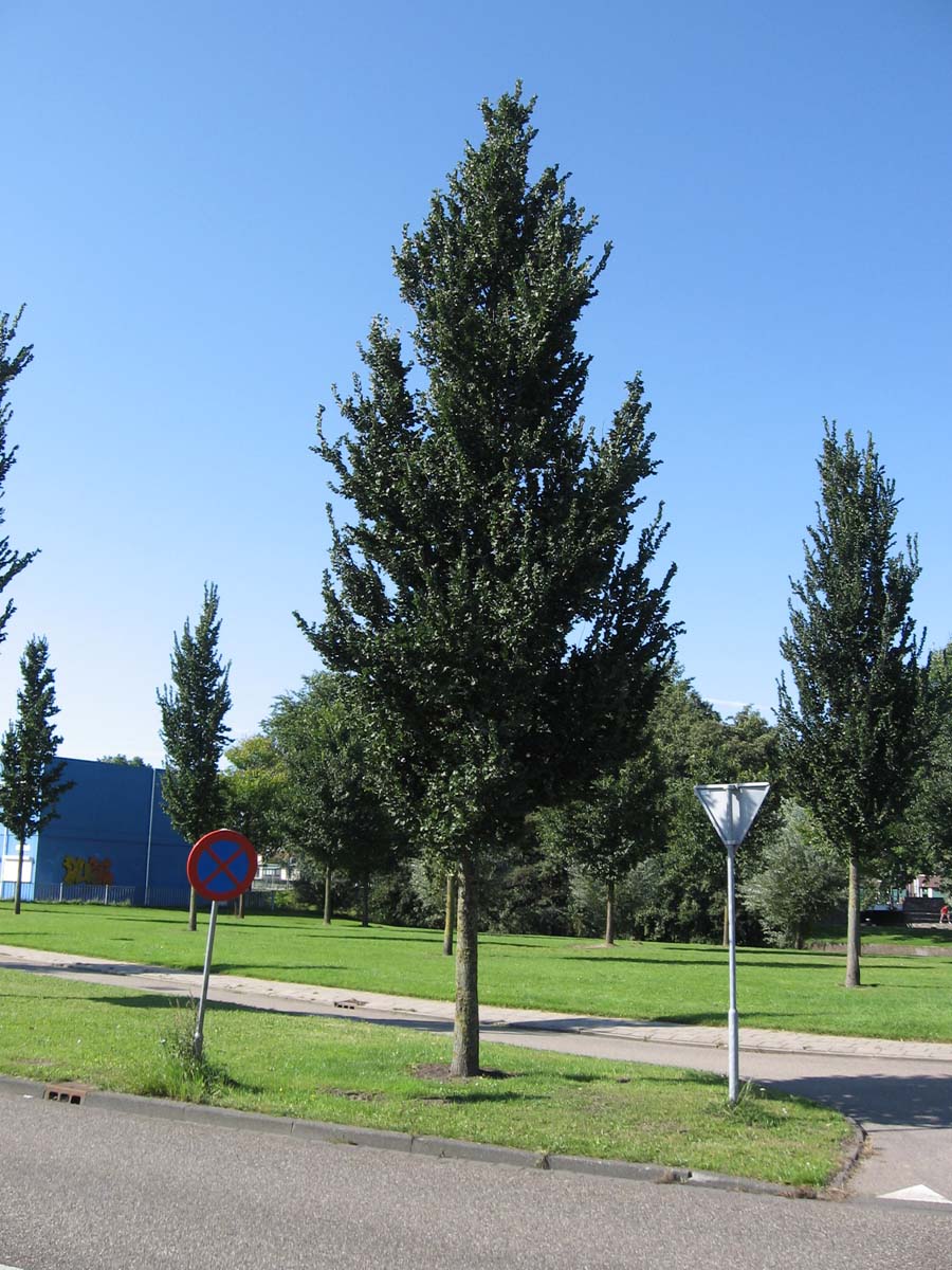 Ulmus 'Columella' op stam op stam