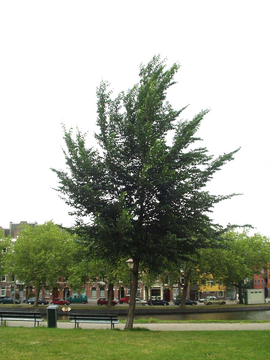 Ulmus 'Dodoens' op stam op stam