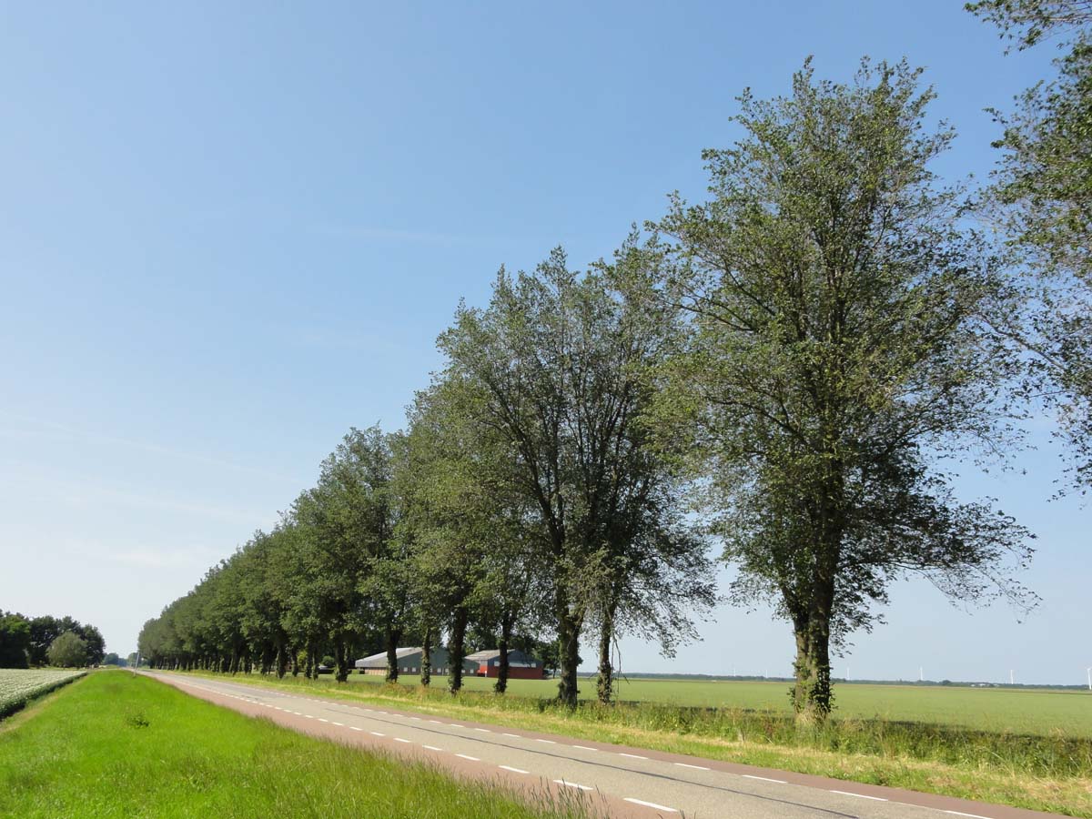 Ulmus 'Dodoens' op stam op stam