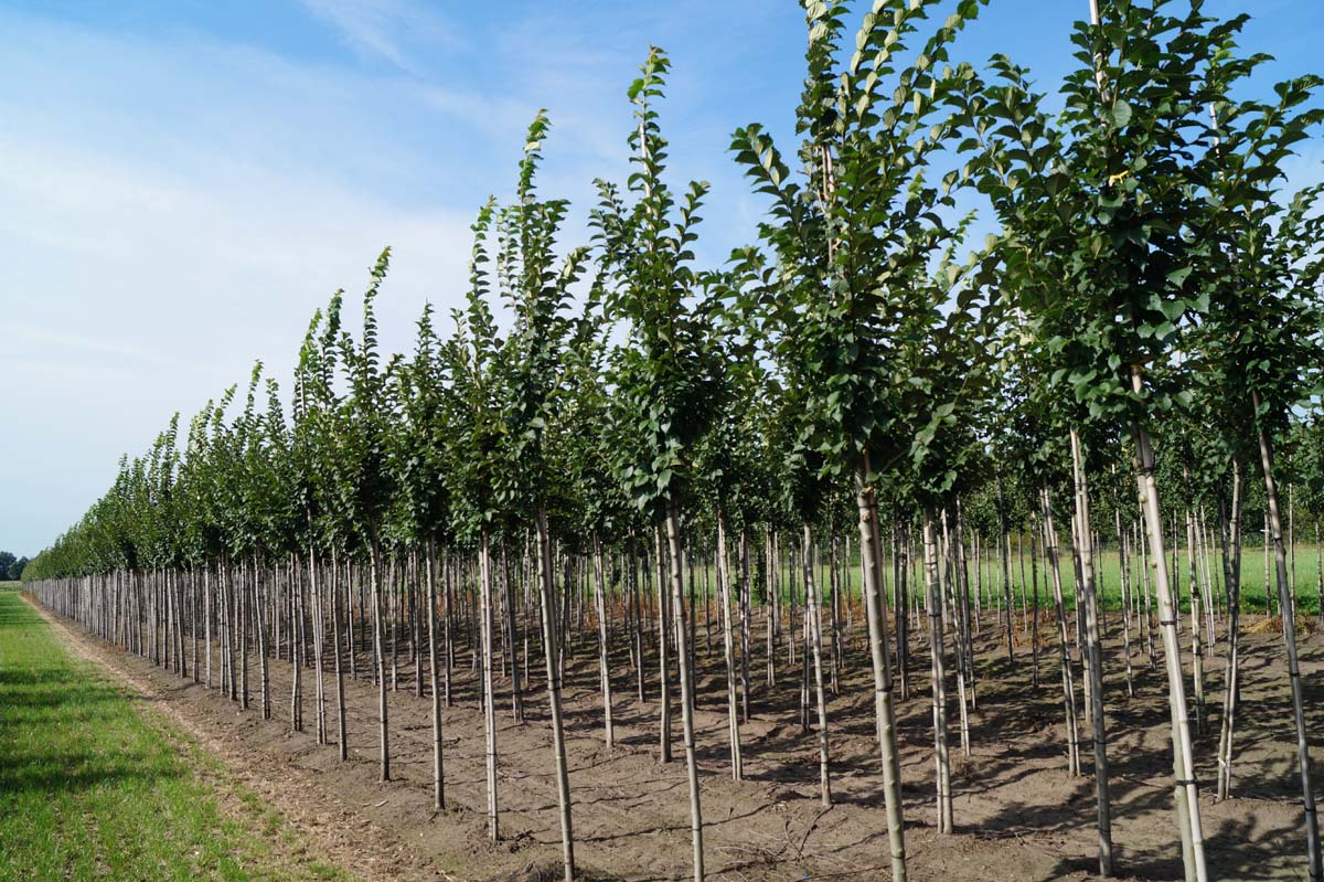 Ulmus 'Lobel' op stam op stam
