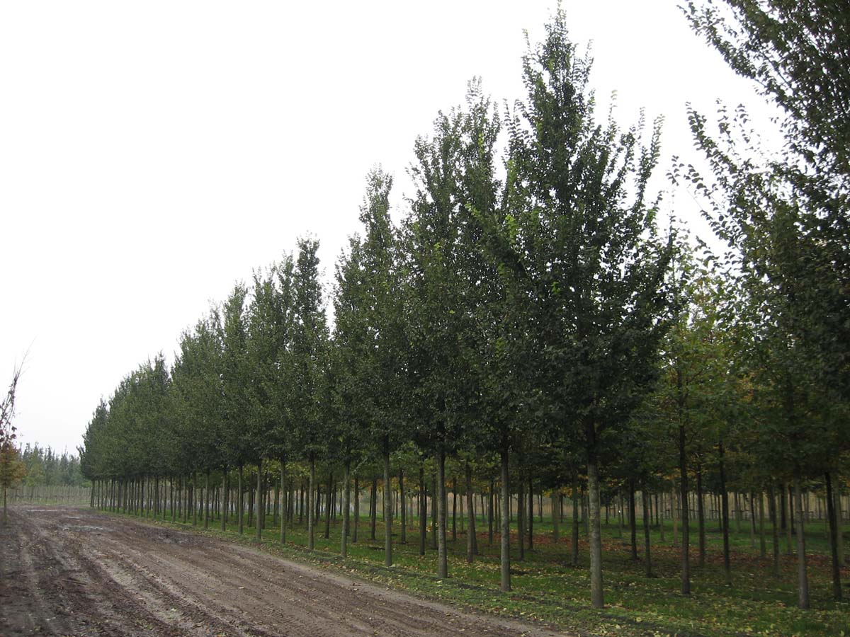 Ulmus 'Lobel' op stam op stam