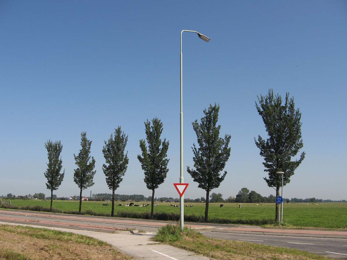 Ulmus 'Lobel' op stam op stam