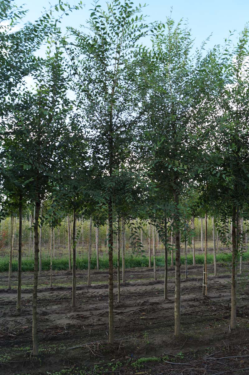 Ulmus minor op stam op stam