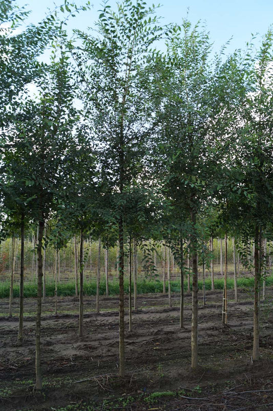 Ulmus minor op stam op stam