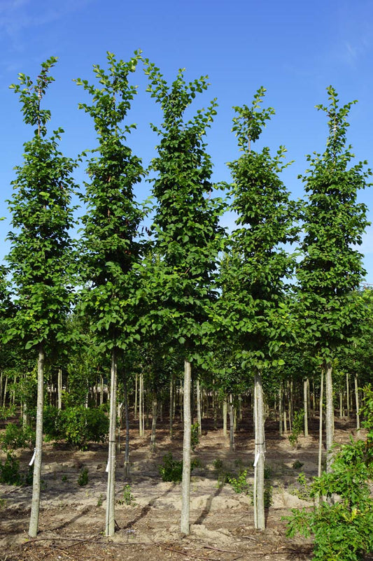 Ulmus 'Nanguen' op stam op stam