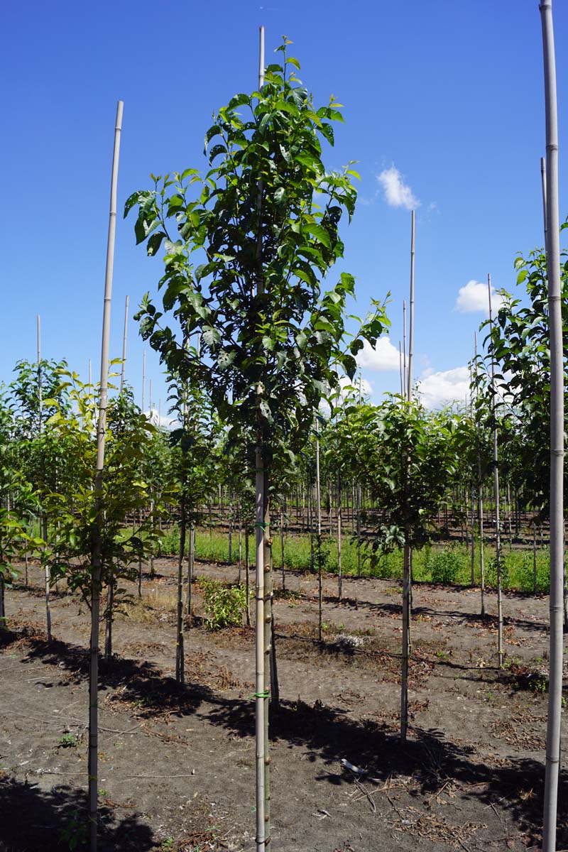 Ulmus 'Olmen' op stam op stam