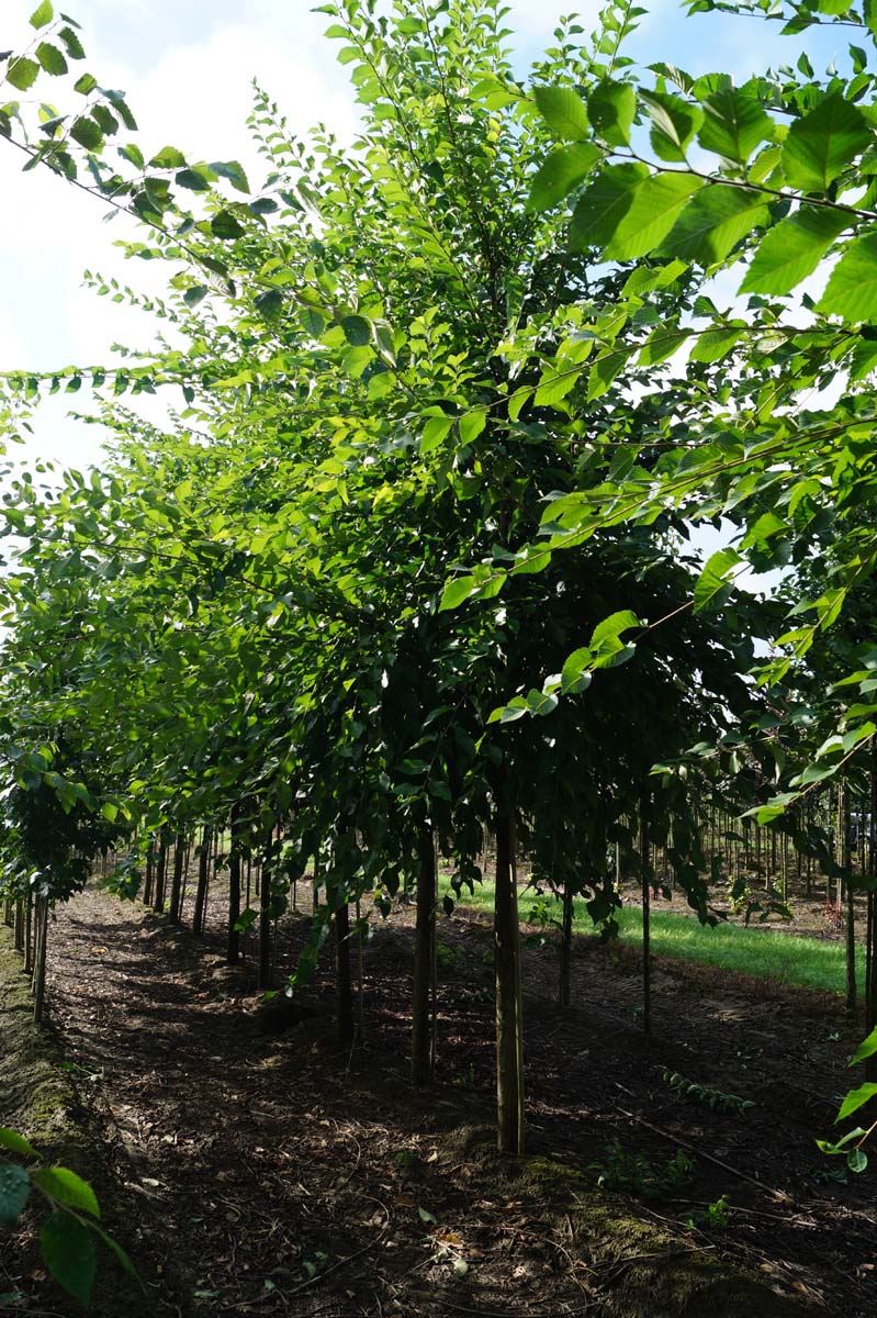 Ulmus 'Sapporo Autumn Gold' op stam op stam