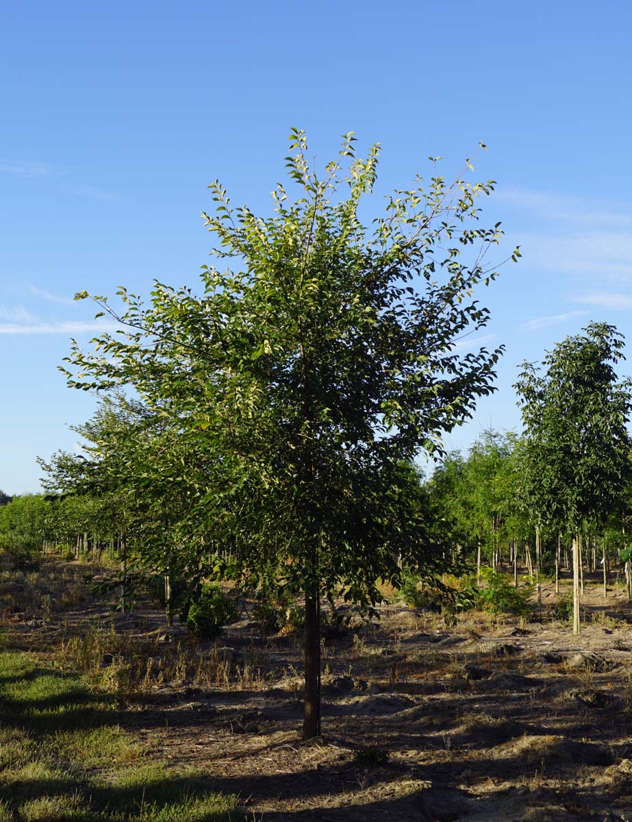 Ulmus 'Sapporo Autumn Gold' op stam op stam