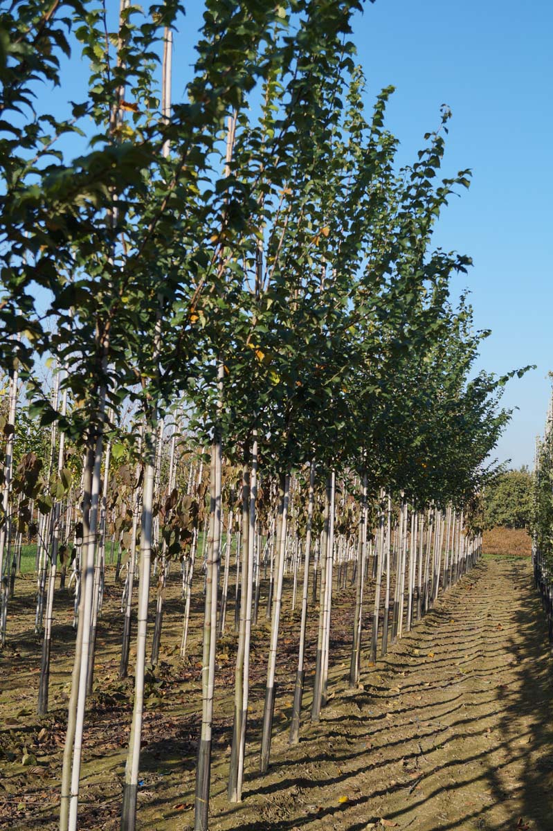Ulmus minor 'Wanoux' op stam op stam