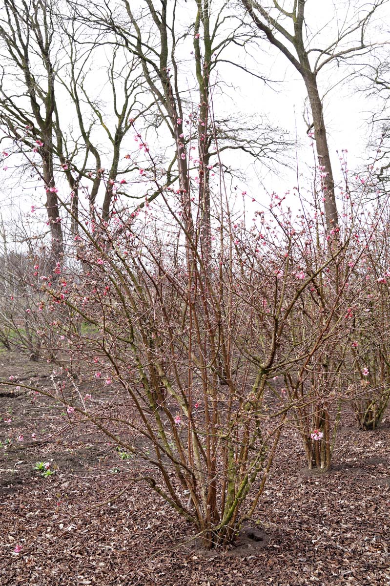 Viburnum bodnantense 'Charles Lamont' meerstammig / struik meerstammig