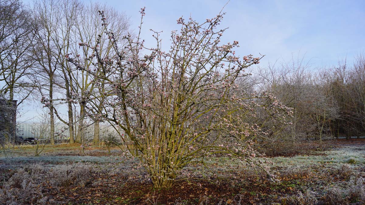 Viburnum bodnantense 'Charles Lamont' meerstammig / struik meerstammig