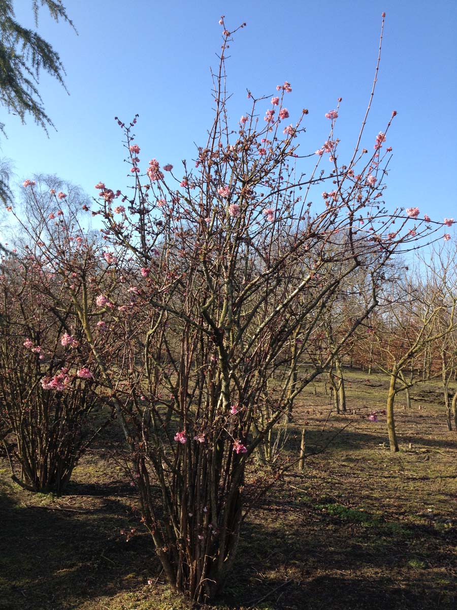 Viburnum bodnantense 'Dawn' meerstammig / struik struik