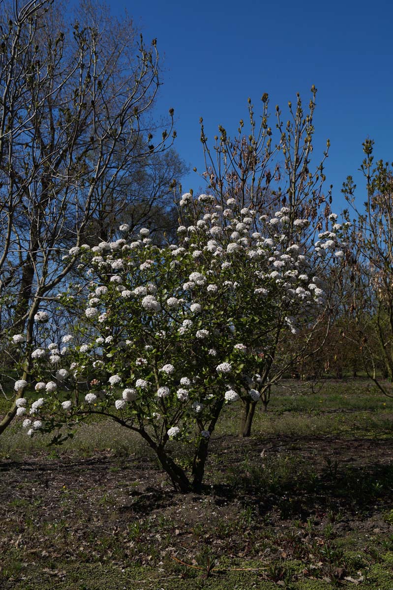Viburnum burkwoodii 'Anne Russell' meerstammig / struik meerstammig