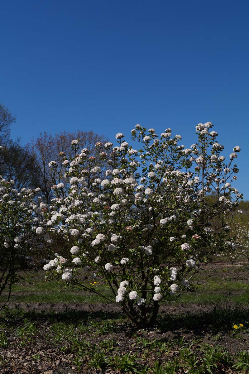 Viburnum burkwoodii 'Anne Russell' meerstammig / struik meerstammig