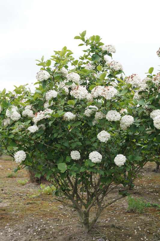 Viburnum carlcephalum meerstammig / struik struik