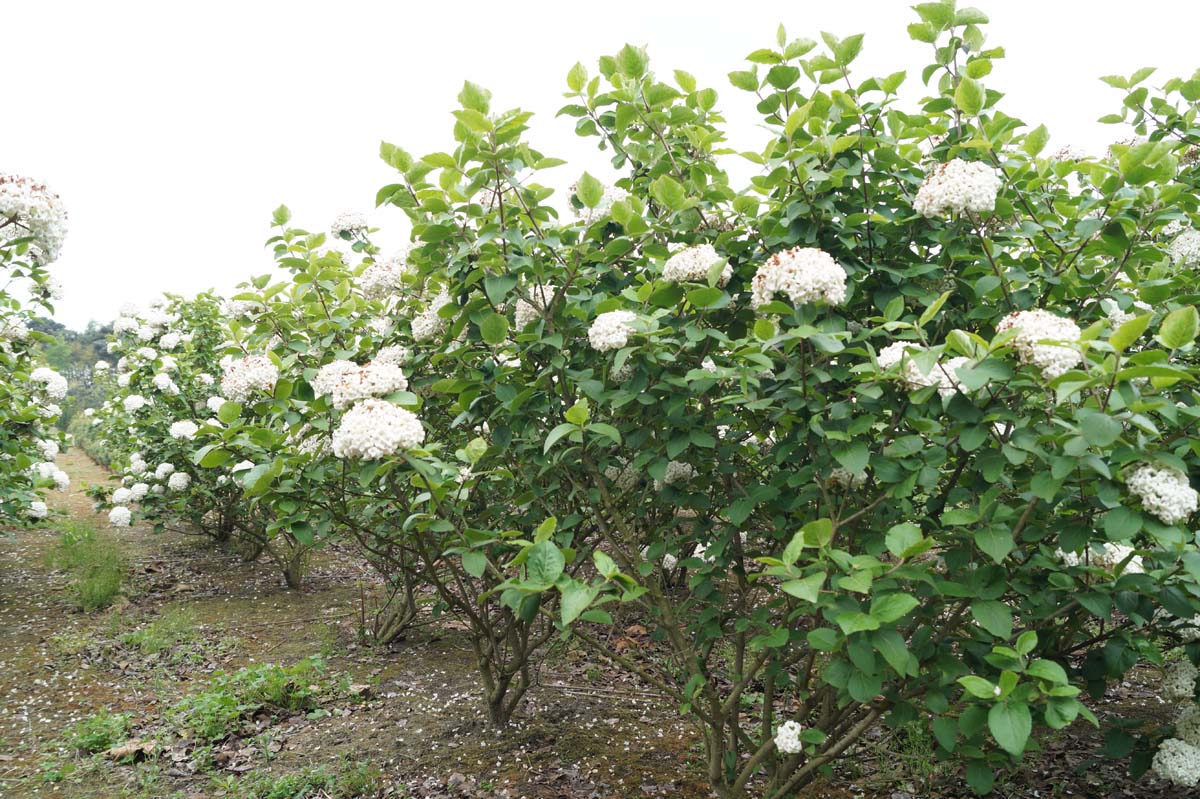 Viburnum carlcephalum meerstammig / struik struik