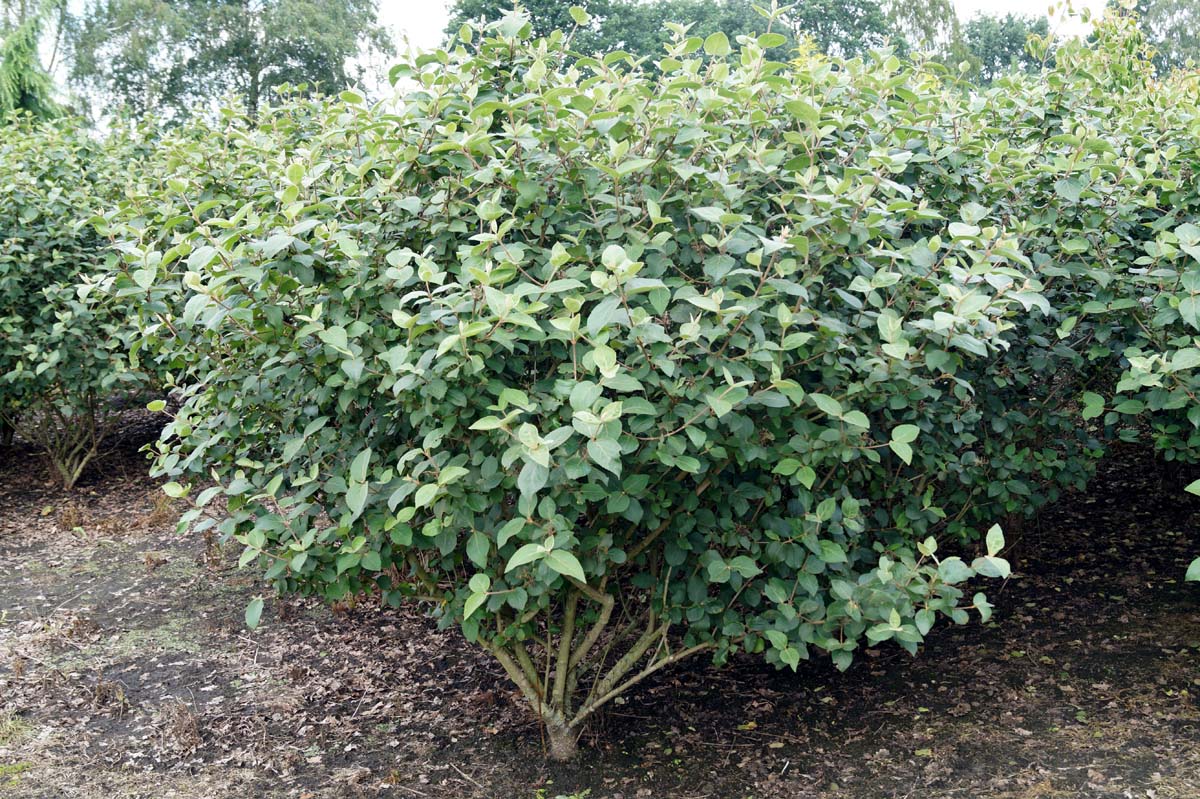 Viburnum carlcephalum meerstammig / struik struik