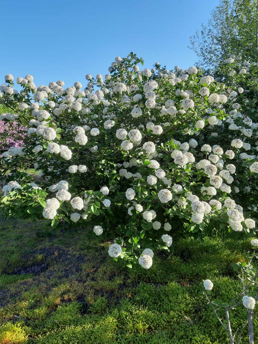 Viburnum carlcephalum meerstammig / struik struik