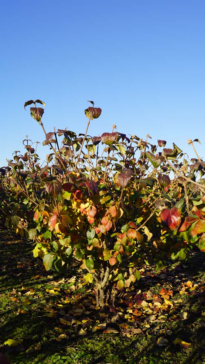 Viburnum carlesii meerstammig / struik struik