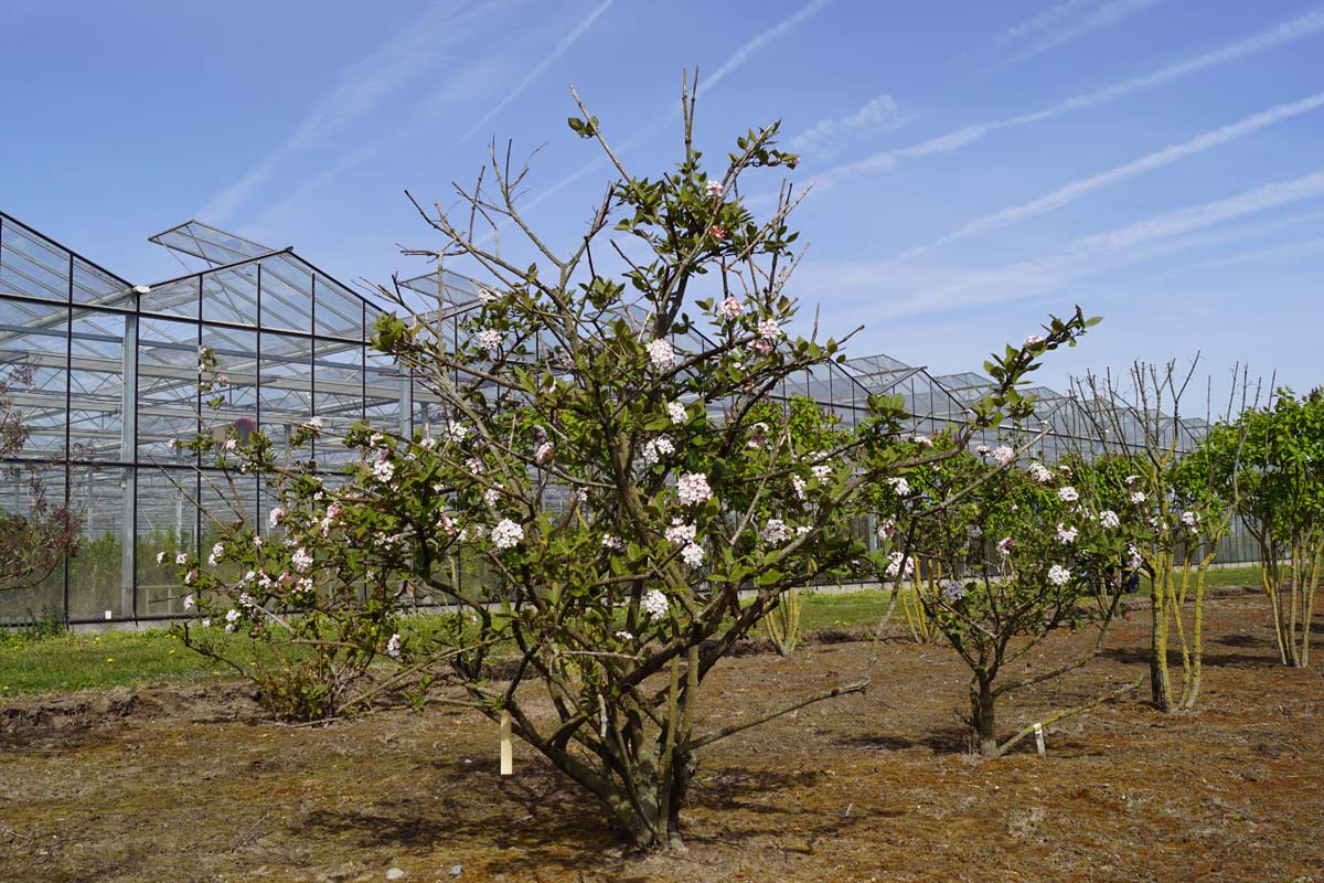 Viburnum carlesii 'Juddii' meerstammig / struik struik