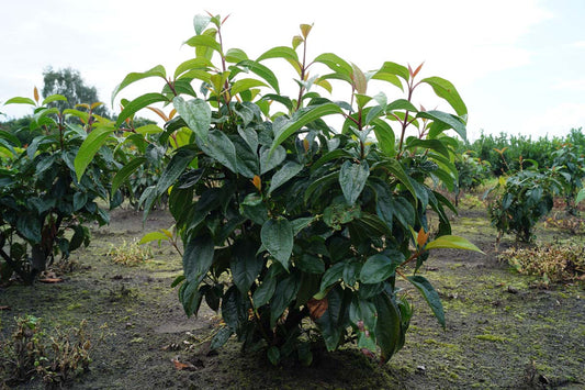 Viburnum cinnamomifolium meerstammig / struik struik