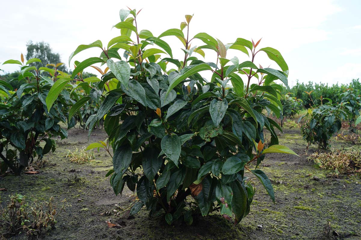 Viburnum cinnamomifolium meerstammig / struik struik