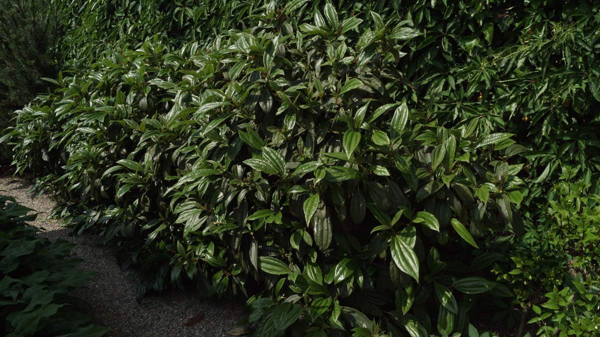 Viburnum davidii struik