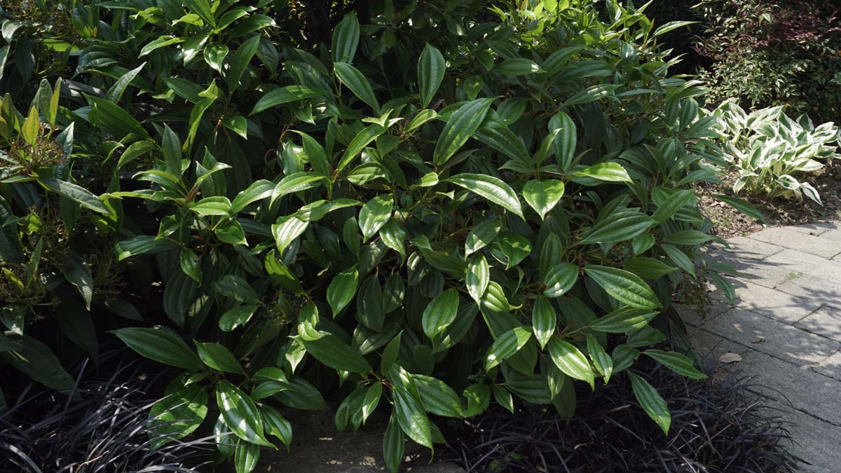 Viburnum davidii struik