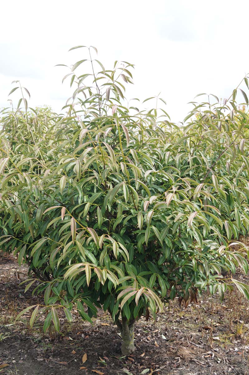 Viburnum henryi meerstammig / struik struik