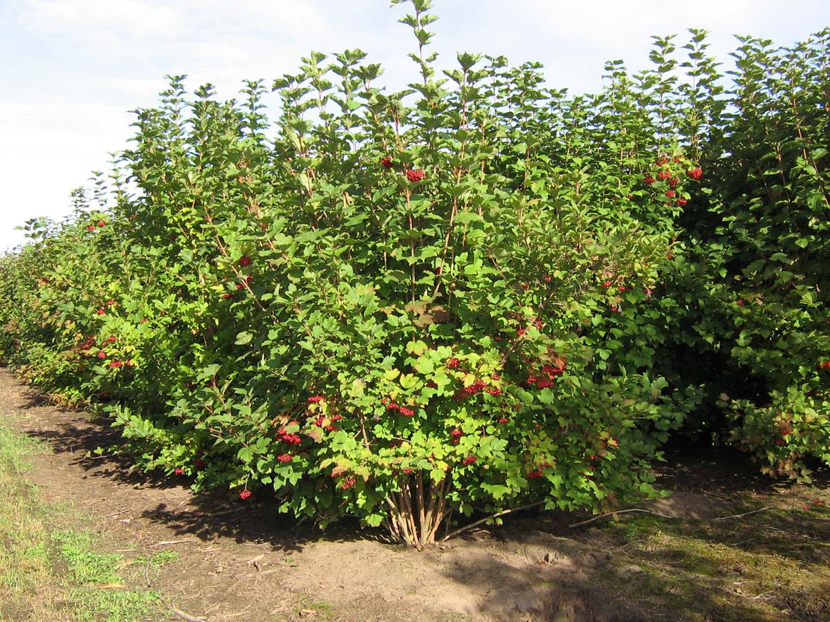 Viburnum opulus meerstammig / struik struik