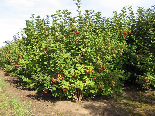 Viburnum opulus meerstammig / struik struik