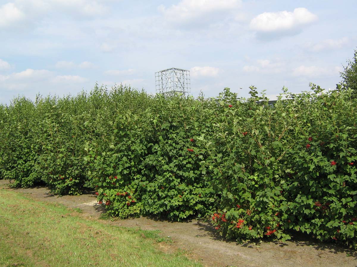 Viburnum opulus meerstammig / struik struik