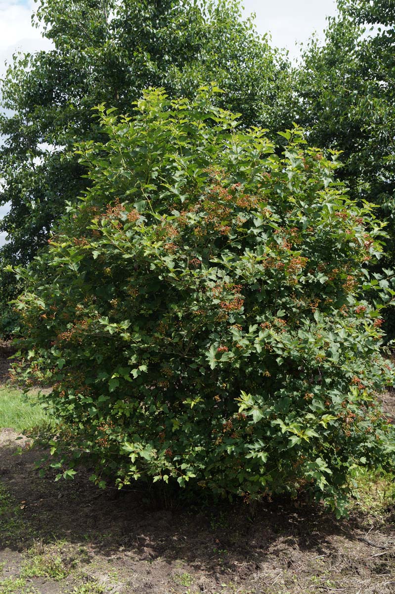 Viburnum opulus meerstammig / struik struik