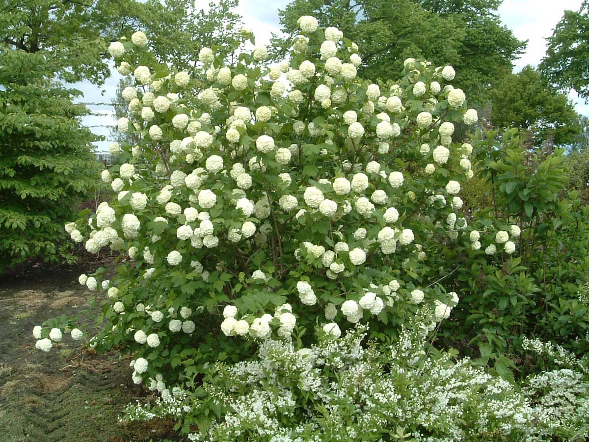 Viburnum opulus 'Roseum' meerstammig / struik struik