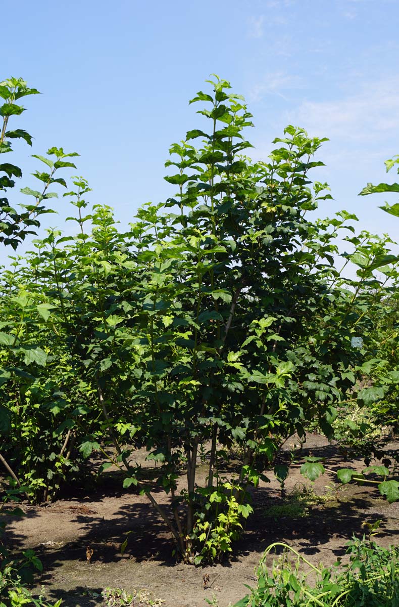 Viburnum opulus 'Roseum' meerstammig / struik struik