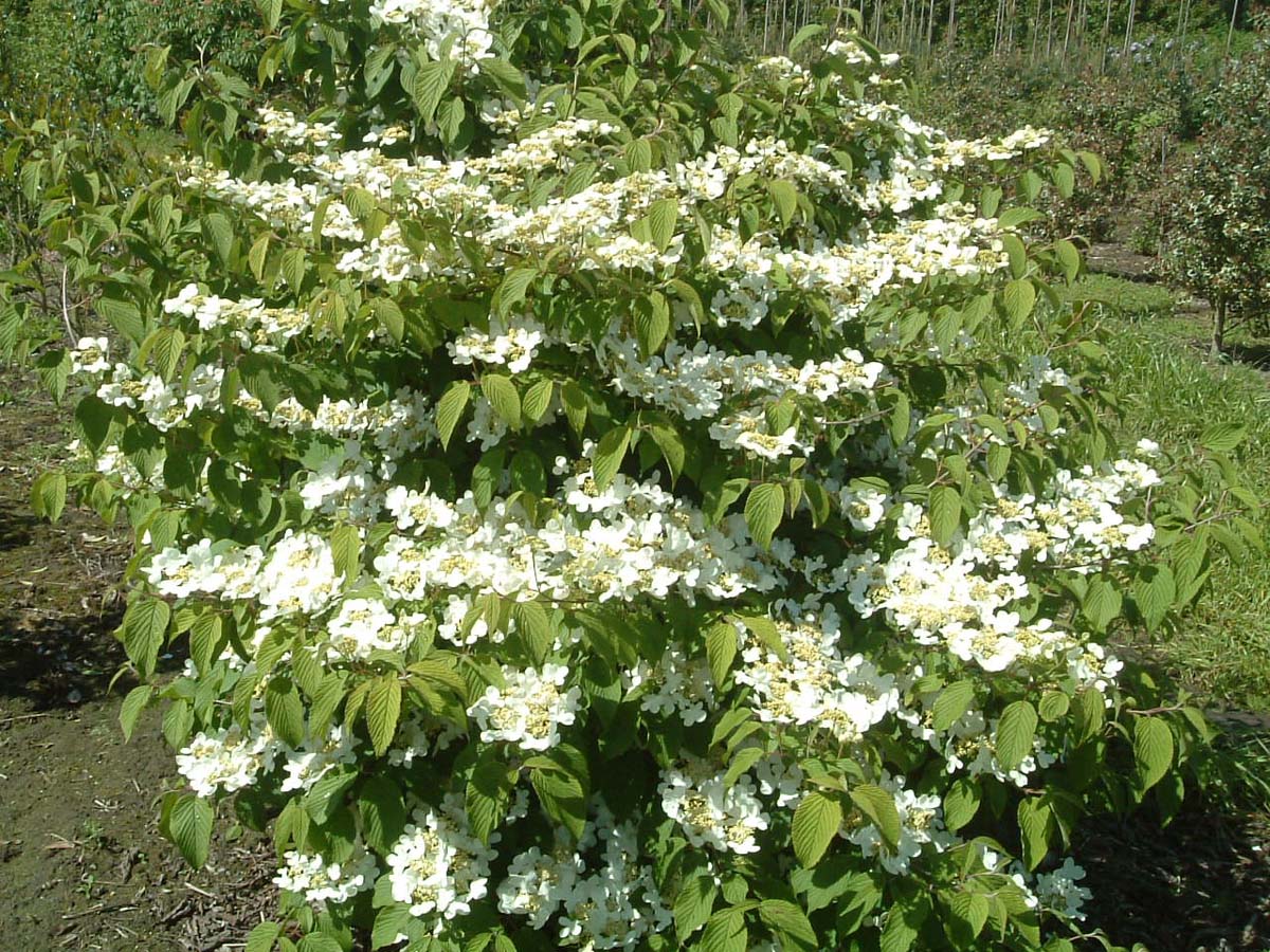 Viburnum plicatum 'Mariesii' meerstammig / struik struik