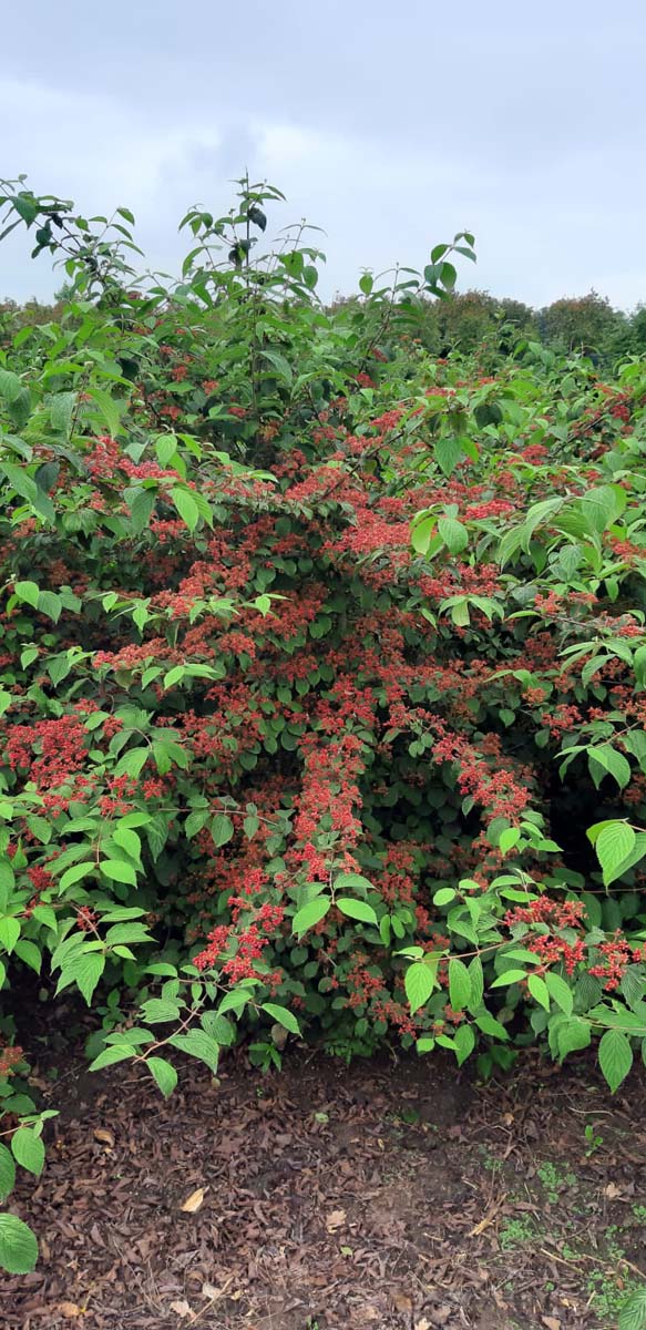 Viburnum plicatum 'Rowallane' meerstammig / struik struik