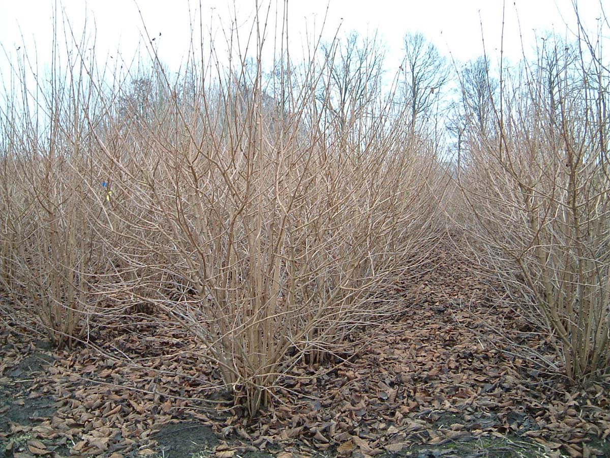 Viburnum plicatum tomentosum struik