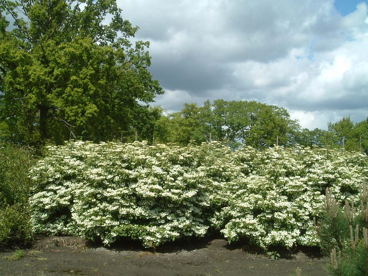 Viburnum plicatum 'Watanabe' meerstammig / struik struik