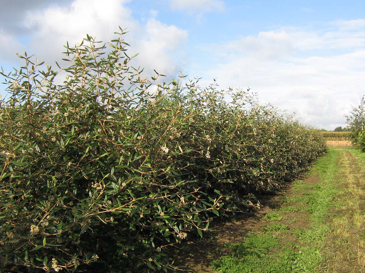 Viburnum 'Pragense' meerstammig / struik struik
