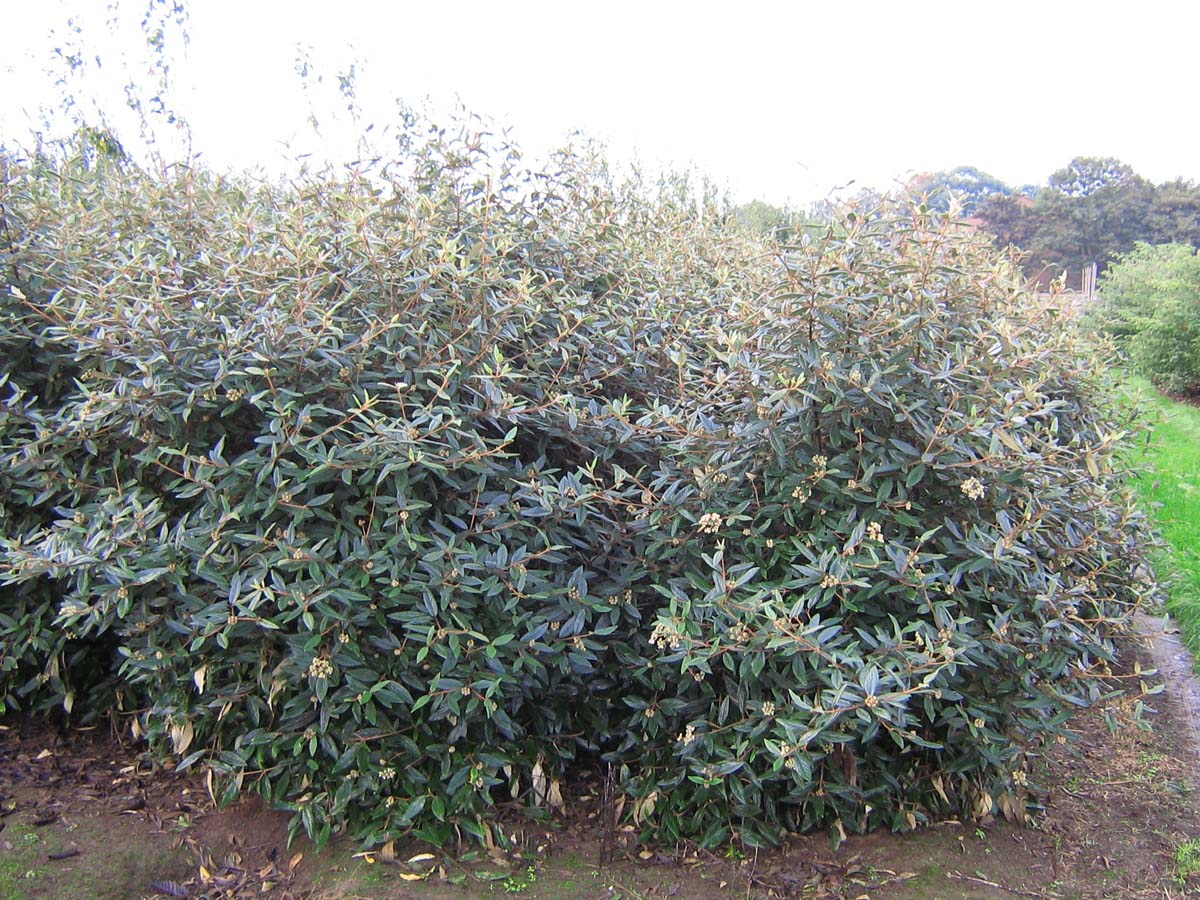 Viburnum 'Pragense' meerstammig / struik struik