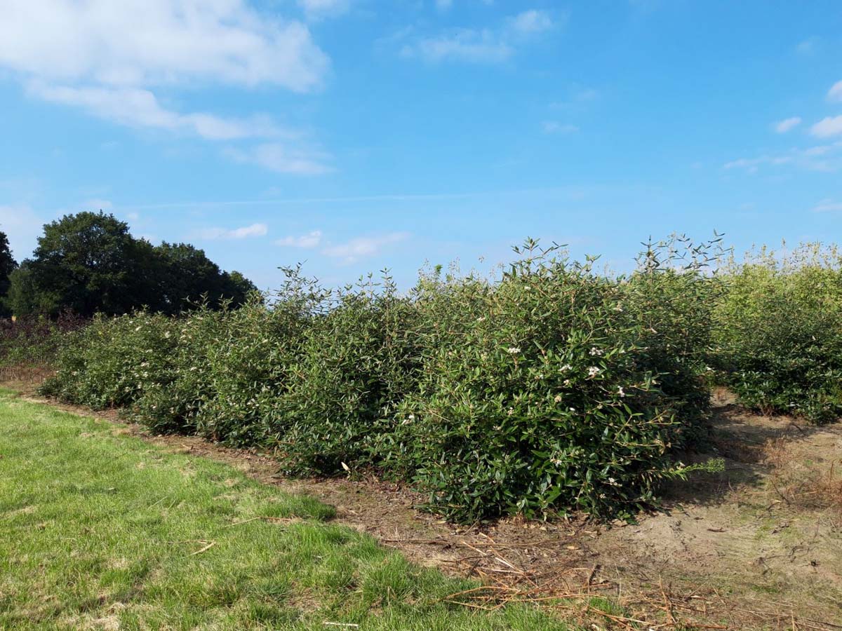 Viburnum 'Pragense' meerstammig / struik struik